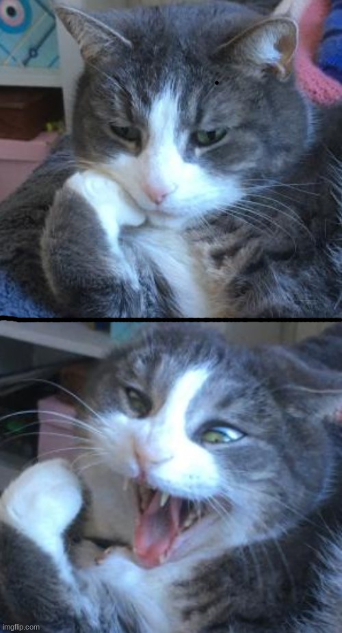 Here's the template for my last meme :D | image tagged in the cat the calm and the screechy,new meme,custom template,cat,new template,why am i doing this | made w/ Imgflip meme maker