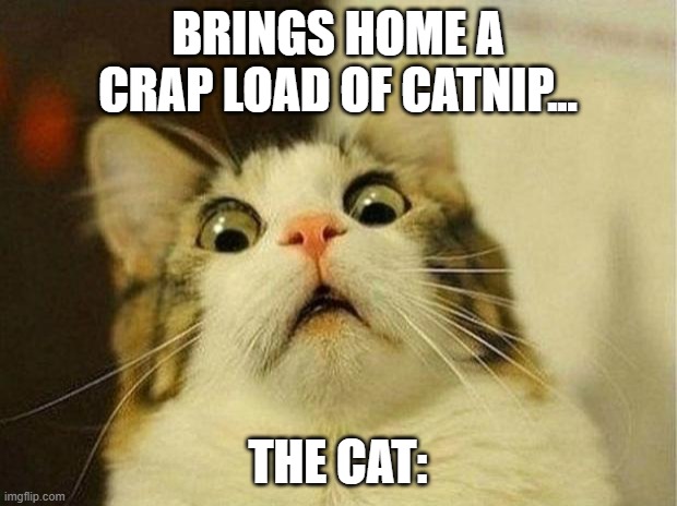 Scared Cat Meme | BRINGS HOME A CRAP LOAD OF CATNIP... THE CAT: | image tagged in memes,scared cat | made w/ Imgflip meme maker