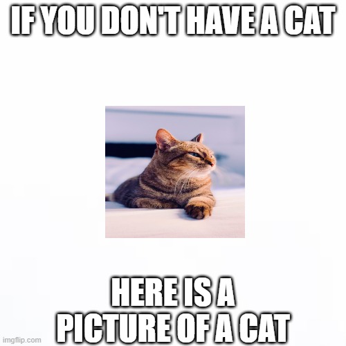 ahh | IF YOU DON'T HAVE A CAT; HERE IS A PICTURE OF A CAT | image tagged in white backround | made w/ Imgflip meme maker