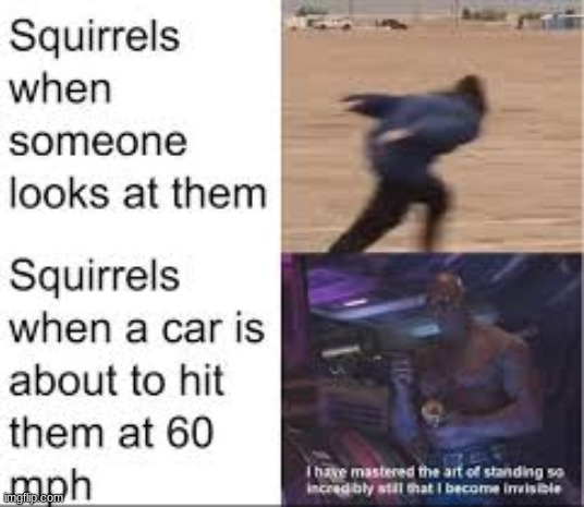 mhm | image tagged in memes,animals,funny,funny memes,squirrel | made w/ Imgflip meme maker