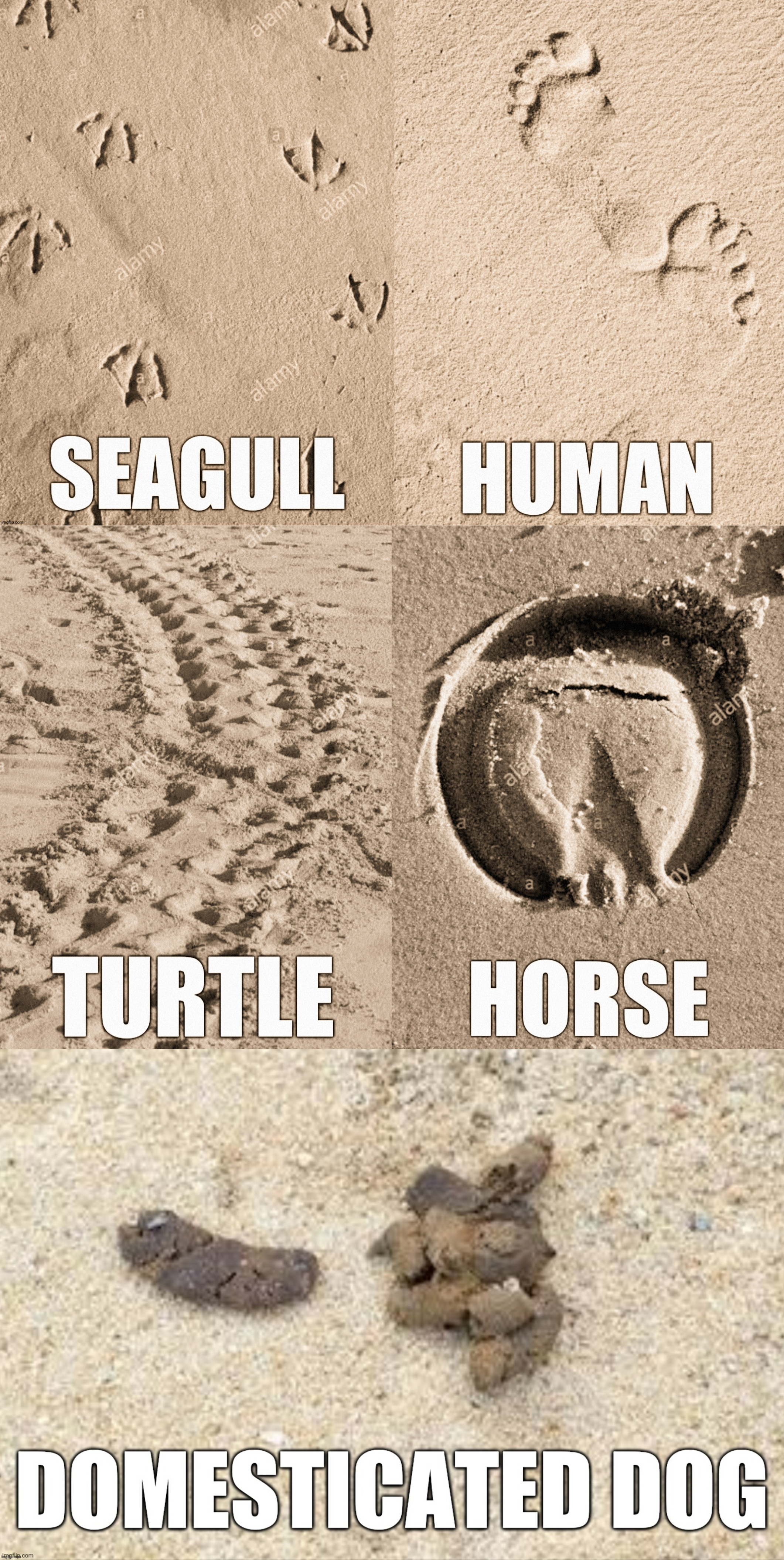 What did they left on beaches? | image tagged in dogs,beach,footprints,human,animals,sand | made w/ Imgflip meme maker