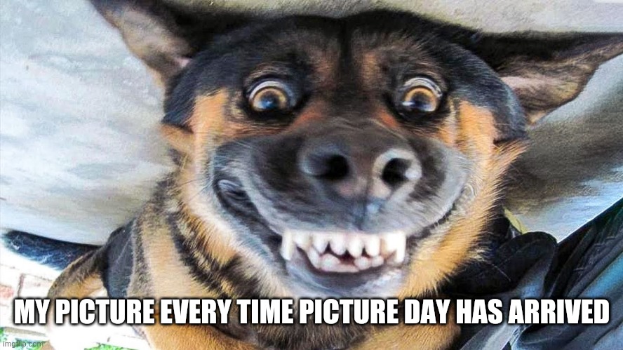 Picture problems... | MY PICTURE EVERY TIME PICTURE DAY HAS ARRIVED | image tagged in memes,fun,school,dogs | made w/ Imgflip meme maker