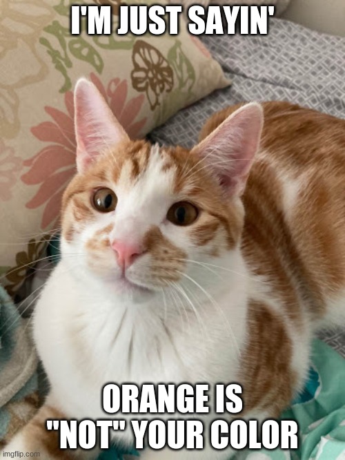 Friends Cat | I'M JUST SAYIN'; ORANGE IS "NOT" YOUR COLOR | image tagged in cats,fashion | made w/ Imgflip meme maker