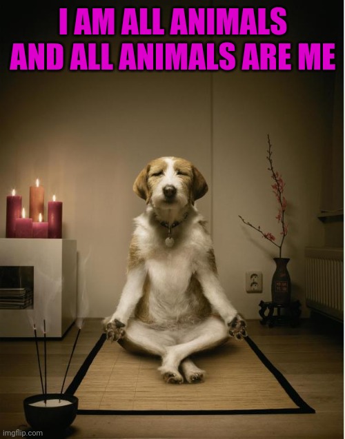 dog meditation funny | I AM ALL ANIMALS AND ALL ANIMALS ARE ME | image tagged in dog meditation funny | made w/ Imgflip meme maker