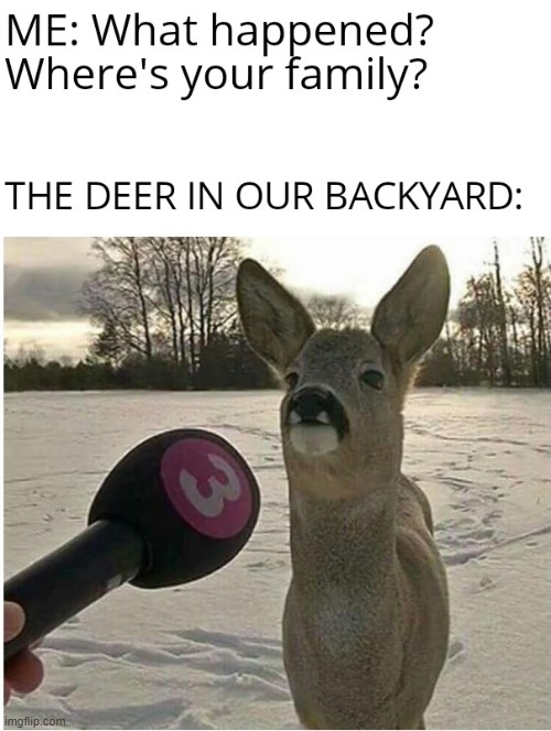 Deer Being Interviewed | image tagged in deer,interview,deer interview,animals | made w/ Imgflip meme maker