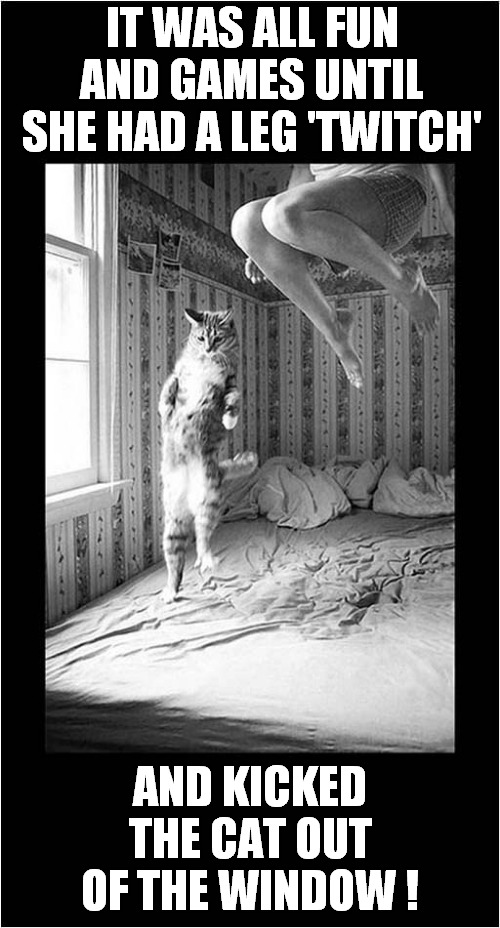 A Defenestrated Moggy ! | IT WAS ALL FUN AND GAMES UNTIL SHE HAD A LEG 'TWITCH'; AND KICKED THE CAT OUT OF THE WINDOW ! | image tagged in cats,jumping on bed,defenestration | made w/ Imgflip meme maker