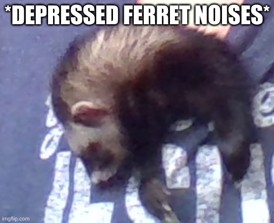 sad ferret | *DEPRESSED FERRET NOISES* | image tagged in sad ferret | made w/ Imgflip meme maker