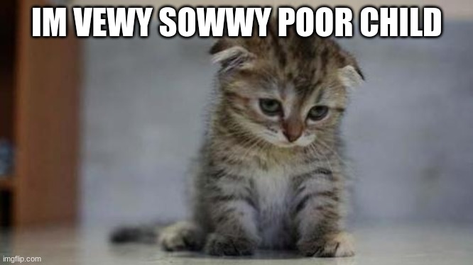 Sad kitten | IM VEWY SOWWY POOR CHILD | image tagged in sad kitten | made w/ Imgflip meme maker