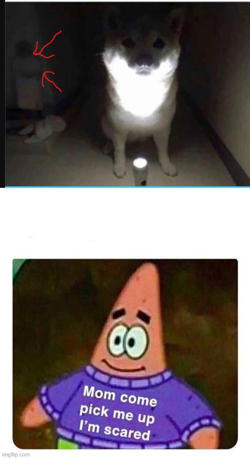 Why did you read the title | image tagged in patrick mom come pick me up i'm scared,dog ghost,demon kid | made w/ Imgflip meme maker