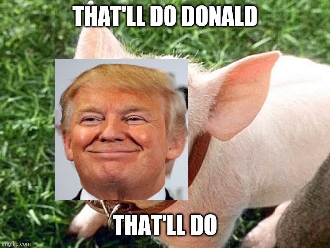 Babe The Pig | THAT'LL DO DONALD; THAT'LL DO | image tagged in babe the pig | made w/ Imgflip meme maker