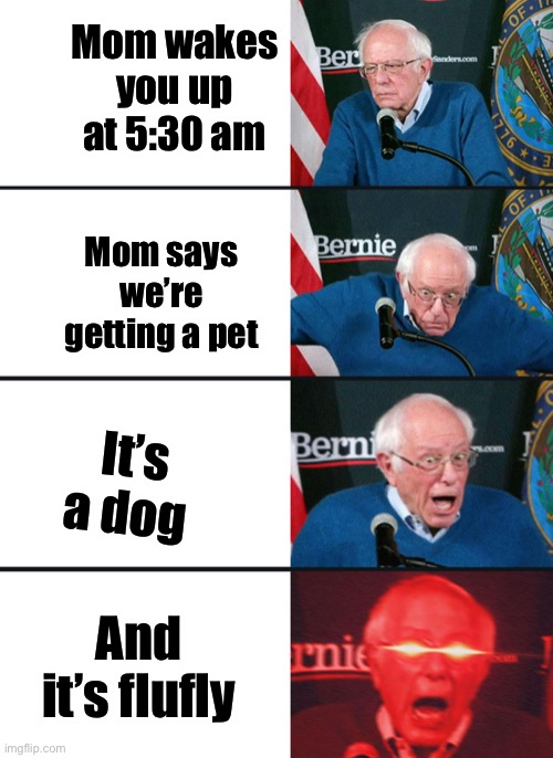 Bernie Sanders reaction (nuked) | Mom wakes you up at 5:30 am; Mom says we’re getting a pet; It’s a dog; And it’s flufly | image tagged in bernie sanders reaction nuked | made w/ Imgflip meme maker