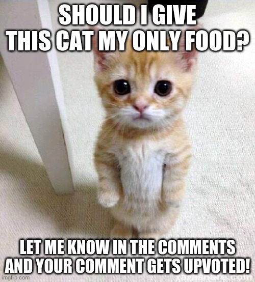 should i give my food to this cat? | SHOULD I GIVE THIS CAT MY ONLY FOOD? LET ME KNOW IN THE COMMENTS AND YOUR COMMENT GETS UPVOTED! | image tagged in memes,cute cat | made w/ Imgflip meme maker