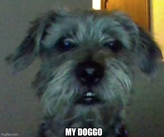 he has his toothy grin ^w^ | MY DOGGO | image tagged in dogs | made w/ Imgflip meme maker