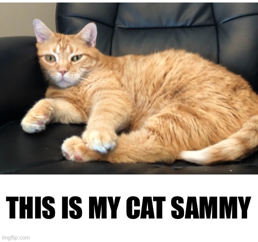 Cat face reveal | THIS IS MY CAT SAMMY | image tagged in face reveal,cat,cats | made w/ Imgflip meme maker