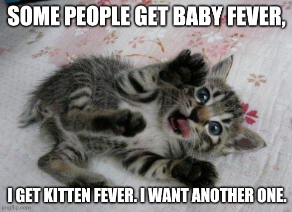 Cute Kitten | SOME PEOPLE GET BABY FEVER, I GET KITTEN FEVER. I WANT ANOTHER ONE. | image tagged in cute kitten,kittens,kitten fever | made w/ Imgflip meme maker
