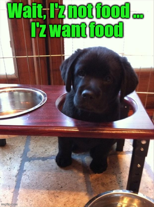 Wait, I'z not food ... 
I'z want food | image tagged in dogs | made w/ Imgflip meme maker