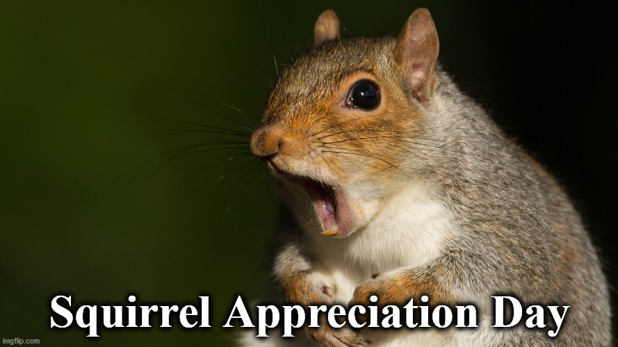 squirrel | Squirrel Appreciation Day | image tagged in squirrel | made w/ Imgflip meme maker