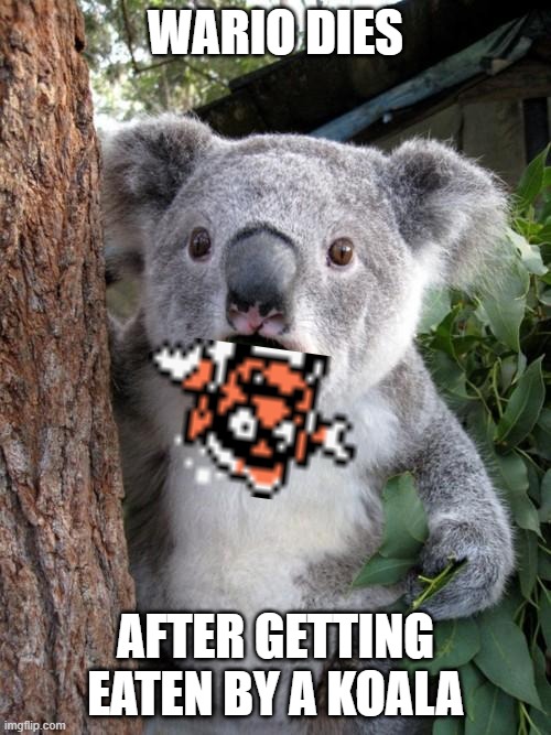 yum .mp3 | WARIO DIES; AFTER GETTING EATEN BY A KOALA | image tagged in memes,surprised koala | made w/ Imgflip meme maker