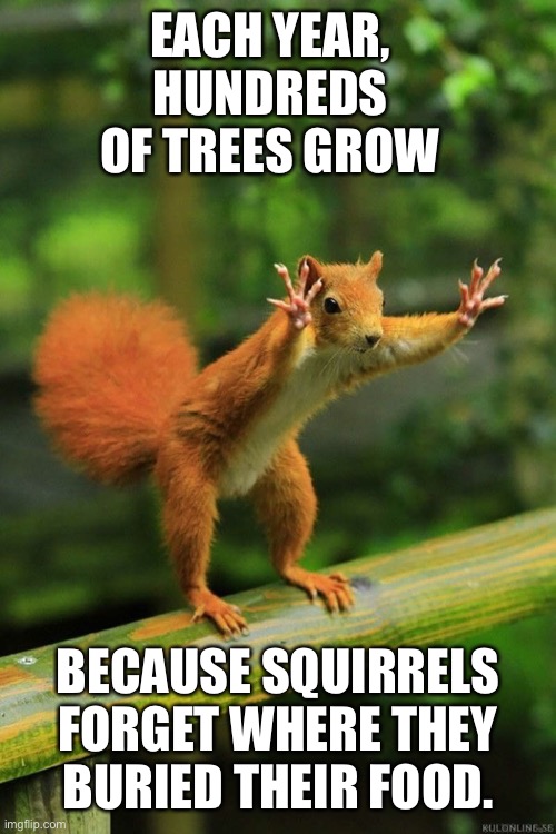 They had us in the first half... |  EACH YEAR, HUNDREDS OF TREES GROW; BECAUSE SQUIRRELS FORGET WHERE THEY BURIED THEIR FOOD. | image tagged in wait a minute squirrel,squirrel,isaac_laugh,punny | made w/ Imgflip meme maker