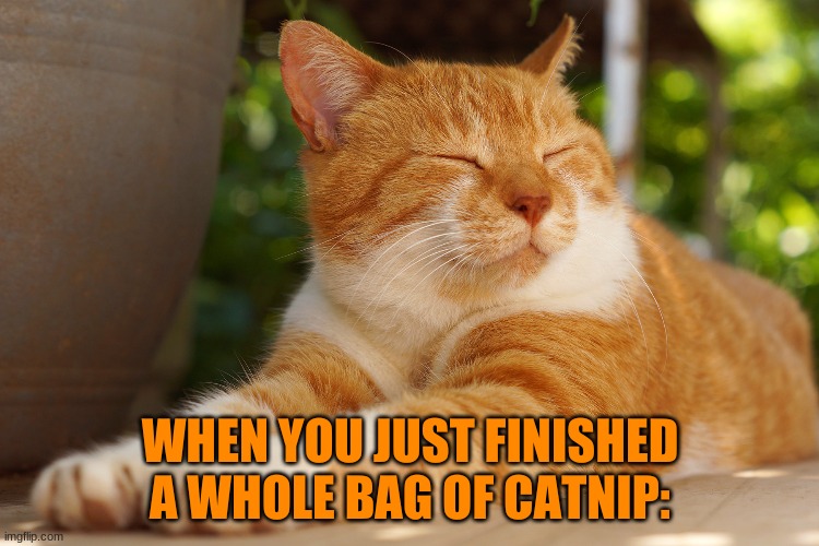 WHEN YOU JUST FINISHED A WHOLE BAG OF CATNIP: | image tagged in memes,too damn high | made w/ Imgflip meme maker