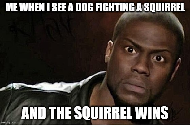 best bet | ME WHEN I SEE A DOG FIGHTING A SQUIRREL; AND THE SQUIRREL WINS | image tagged in memes,kevin hart | made w/ Imgflip meme maker