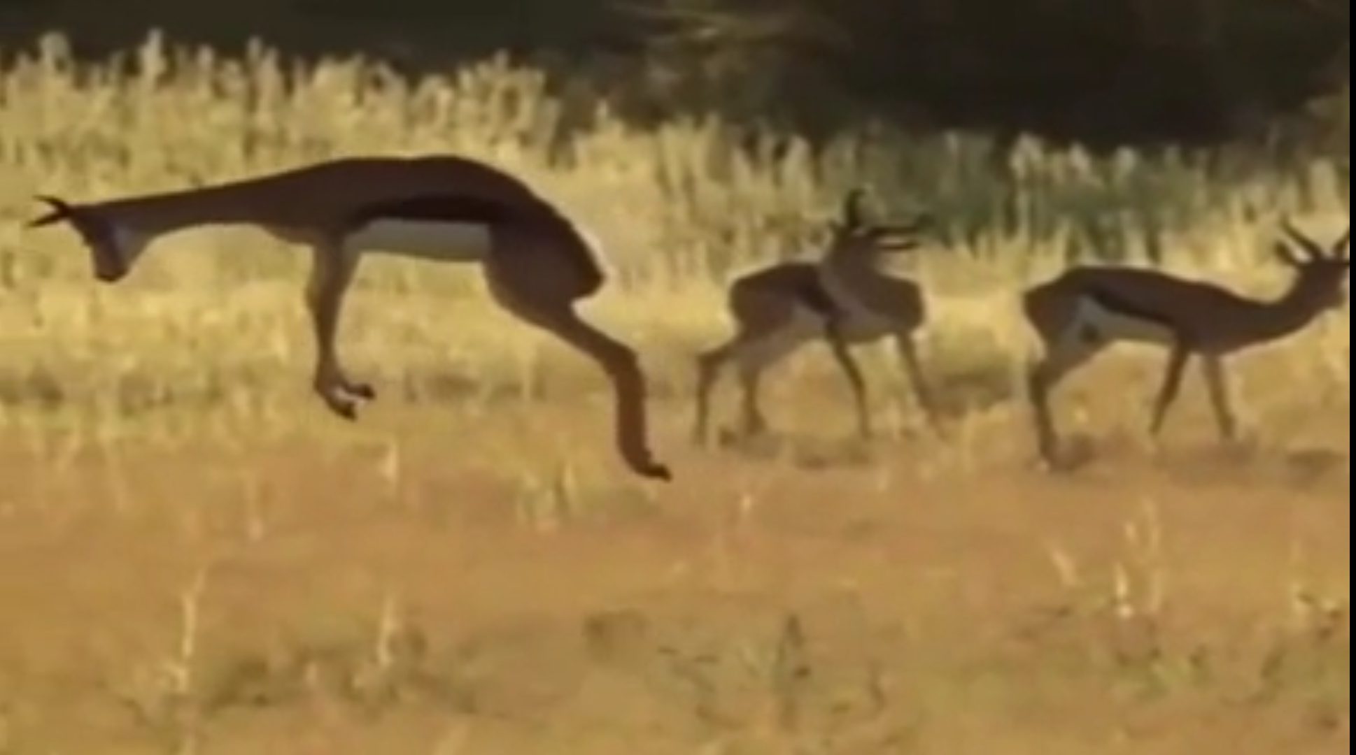 Flying antelope Blank Meme Template