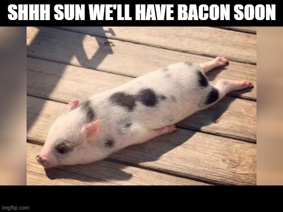 bacon pig | SHHH SUN WE'LL HAVE BACON SOON | image tagged in bacon | made w/ Imgflip meme maker