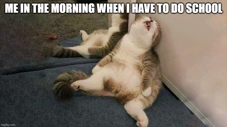 morning cats | ME IN THE MORNING WHEN I HAVE TO DO SCHOOL | image tagged in school,cats | made w/ Imgflip meme maker
