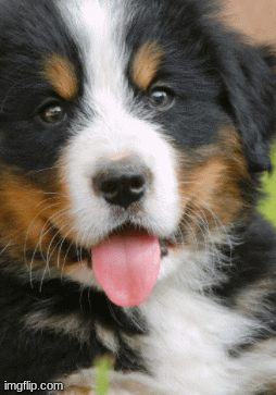 cut dog | image tagged in gifs,funny meme | made w/ Imgflip images-to-gif maker
