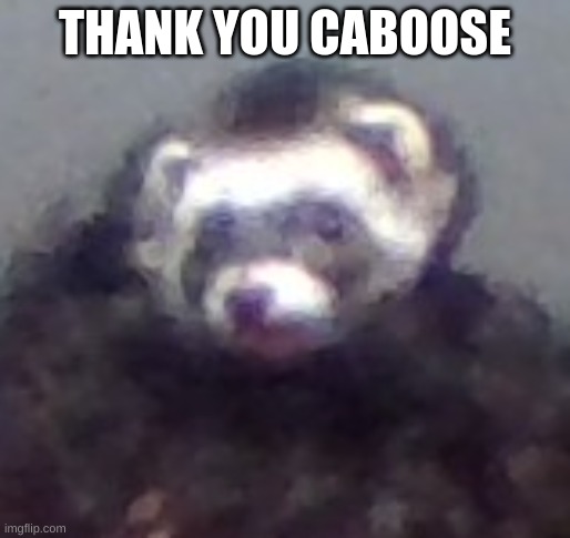 zach's ferret | THANK YOU CABOOSE | image tagged in zach's ferret | made w/ Imgflip meme maker