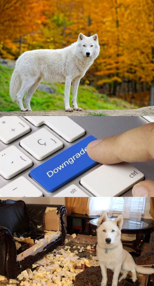 Huskies look like wolves, but... | image tagged in dogs,wolf,upgrade,sofa,animals,white | made w/ Imgflip meme maker