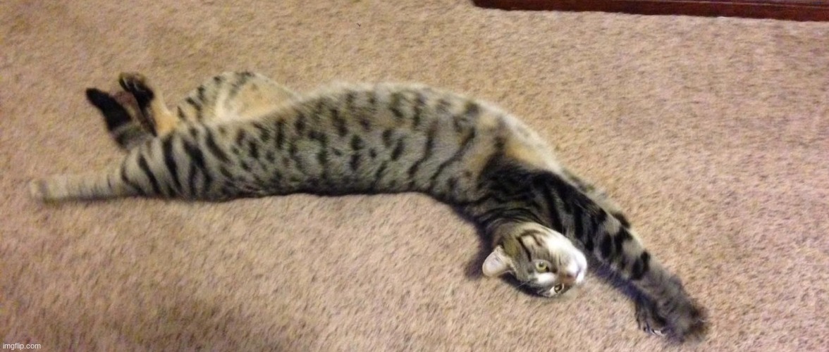 Breaching Cat | image tagged in breaching cat | made w/ Imgflip meme maker