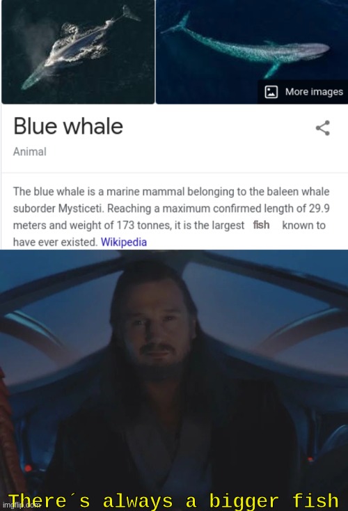 qui-gon jinn disagrees | fish; There´s always a bigger fish | image tagged in qui gon always a bigger fish,star wars | made w/ Imgflip meme maker