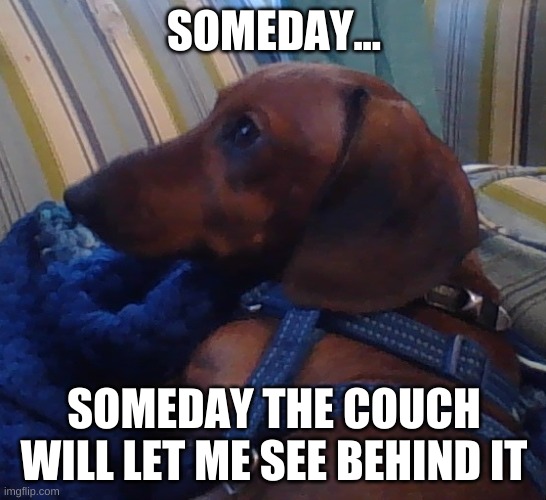 zero the puppy | SOMEDAY... SOMEDAY THE COUCH WILL LET ME SEE BEHIND IT | image tagged in zero the puppy | made w/ Imgflip meme maker