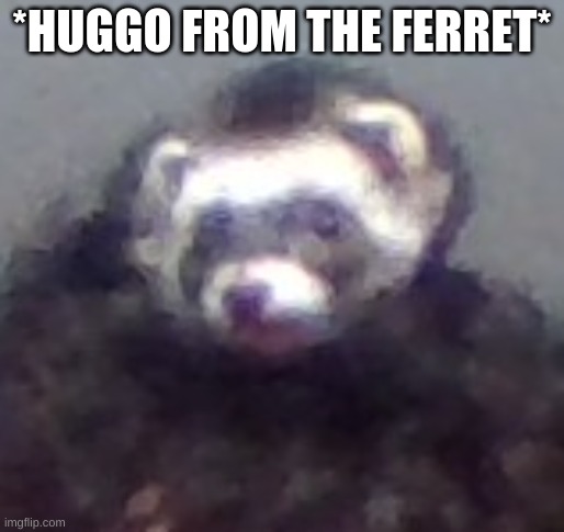 zach's ferret | *HUGGO FROM THE FERRET* | image tagged in zach's ferret | made w/ Imgflip meme maker