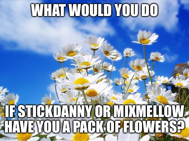 spring daisy flowers | WHAT WOULD YOU DO; IF STICKDANNY OR MIXMELLOW HAVE YOU A PACK OF FLOWERS? | image tagged in spring daisy flowers | made w/ Imgflip meme maker