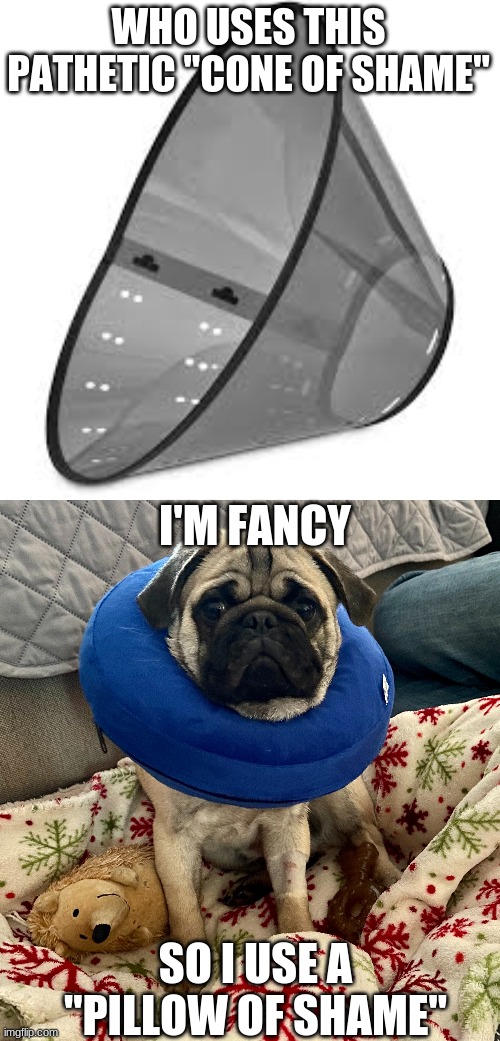 The Pillow of Shame | WHO USES THIS PATHETIC "CONE OF SHAME"; I'M FANCY; SO I USE A "PILLOW OF SHAME" | image tagged in pug,funny,conehead,haha | made w/ Imgflip meme maker