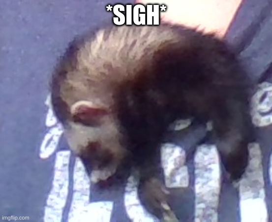 sad ferret | *SIGH* | image tagged in sad ferret | made w/ Imgflip meme maker