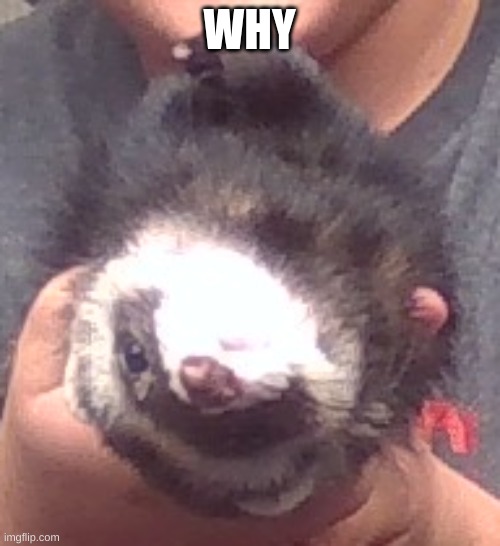 upside down ferret | WHY | image tagged in upside down ferret | made w/ Imgflip meme maker