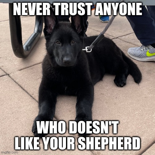 Never trust anyone | NEVER TRUST ANYONE; WHO DOESN'T LIKE YOUR SHEPHERD | image tagged in dog,german shepherd | made w/ Imgflip meme maker