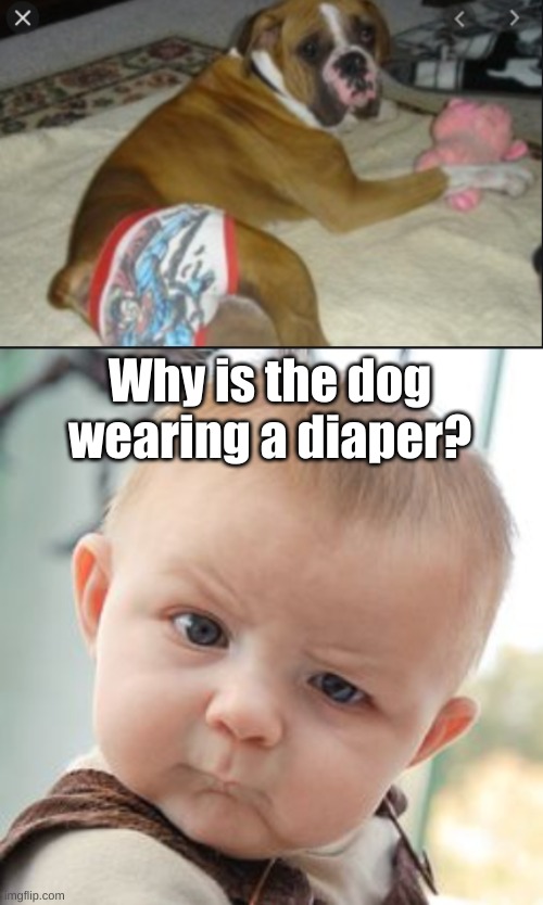 strange image | Why is the dog wearing a diaper? | image tagged in memes,skeptical baby | made w/ Imgflip meme maker