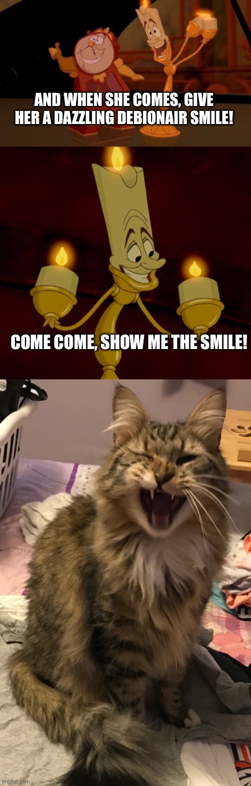AND WHEN SHE COMES, GIVE HER A DAZZLING DEBIONAIR SMILE! COME COME, SHOW ME THE SMILE! | image tagged in cats,funny,joke,movie quotes | made w/ Imgflip meme maker