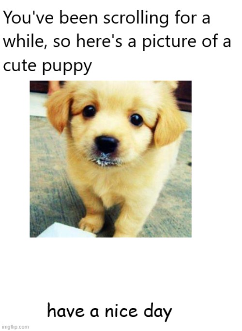 :) | image tagged in fun,cute puppies,image,picture,have a nice day,oh wow are you actually reading these tags | made w/ Imgflip meme maker