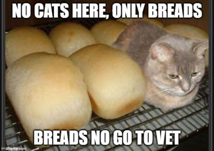 Adorable repost! | image tagged in breads no go to vet,funny cats,funny repost memes | made w/ Imgflip meme maker