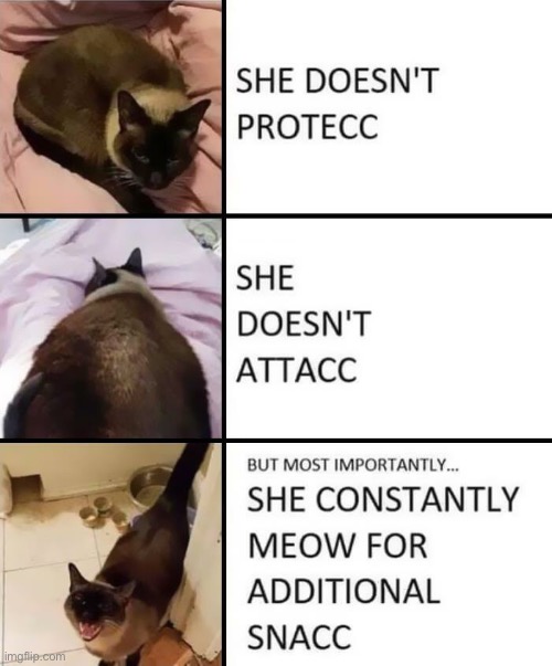 She snacc | image tagged in cats,cat,funny,memes | made w/ Imgflip meme maker