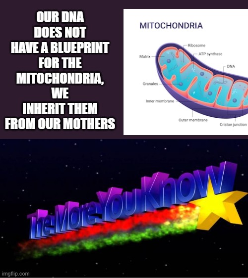 Just thought you should know | OUR DNA DOES NOT HAVE A BLUEPRINT FOR THE MITOCHONDRIA, WE INHERIT THEM FROM OUR MOTHERS | image tagged in the more you know | made w/ Imgflip meme maker