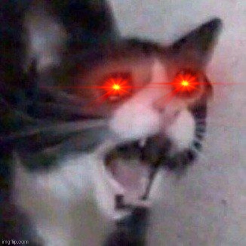 Cat Screaming | image tagged in cat screaming | made w/ Imgflip meme maker