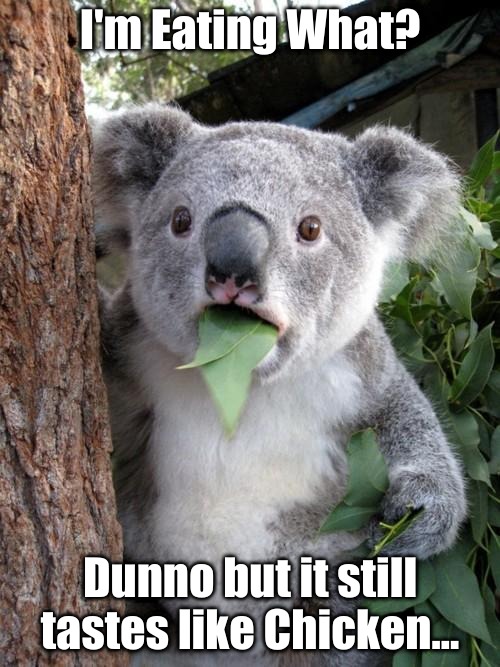 Bland is Blandly Bland. | I'm Eating What? Dunno but it still tastes like Chicken... | image tagged in memes,surprised koala,tastes like,chicken | made w/ Imgflip meme maker