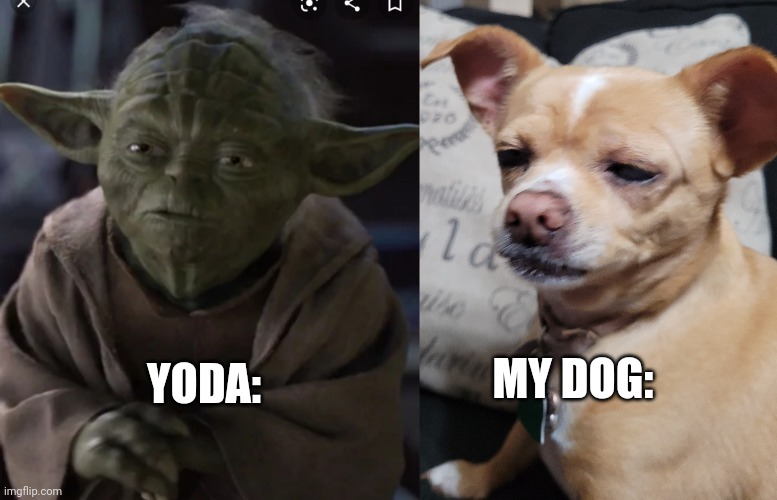 Yoda vs. My dog | YODA:; MY DOG: | image tagged in star wars yoda | made w/ Imgflip meme maker