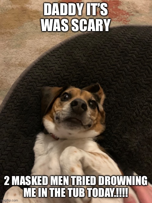 Scary |  DADDY IT’S WAS SCARY; 2 MASKED MEN TRIED DROWNING ME IN THE TUB TODAY.!!!! | image tagged in beagle | made w/ Imgflip meme maker